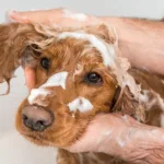 dog-wash-jpg