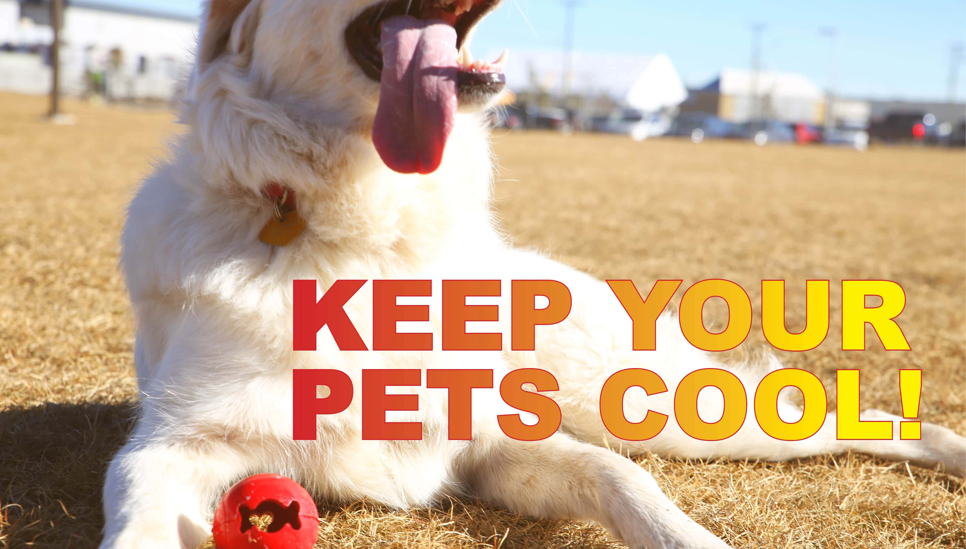 Tips to Keep Your Furry Friends Happy and Cool This Summer | WPKY 103.3