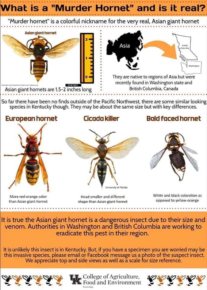 Caldwell Extension Office Discusses Threat Of Asian Giant Hornet 