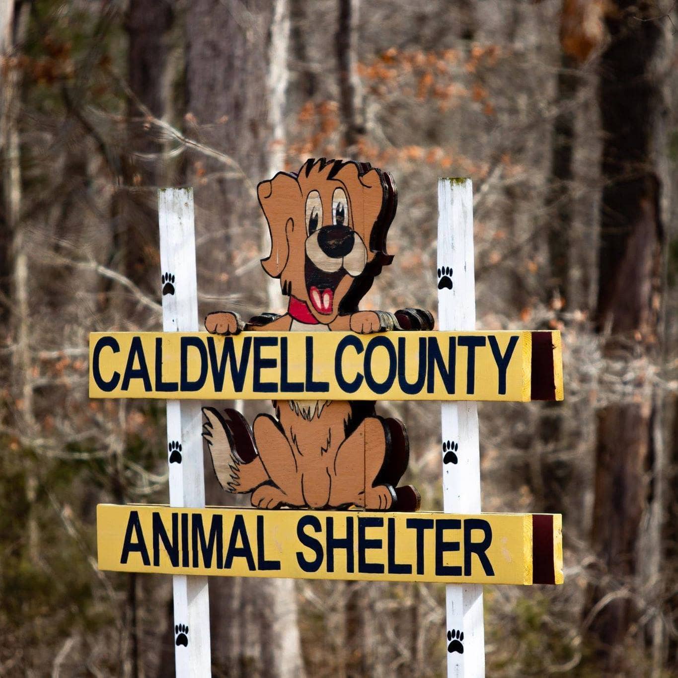 Caldwell County Animal Shelter In Need of Donations | WPKY  FM - 1580  AM
