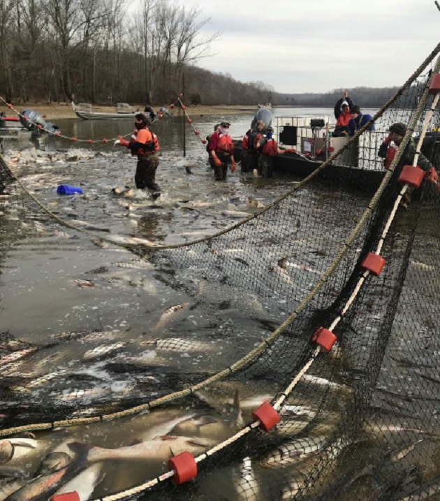 2020 'Record Breaking' Year For Harvesting Asian Carp In Kentucky