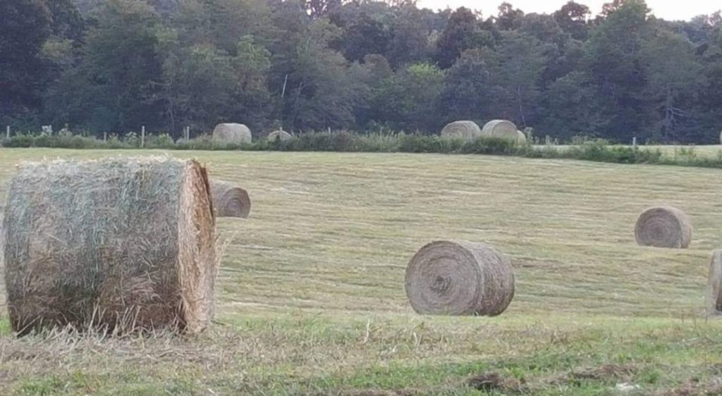 Caldwell County's Shane Bogle Says Livestock Producers are Bouncing