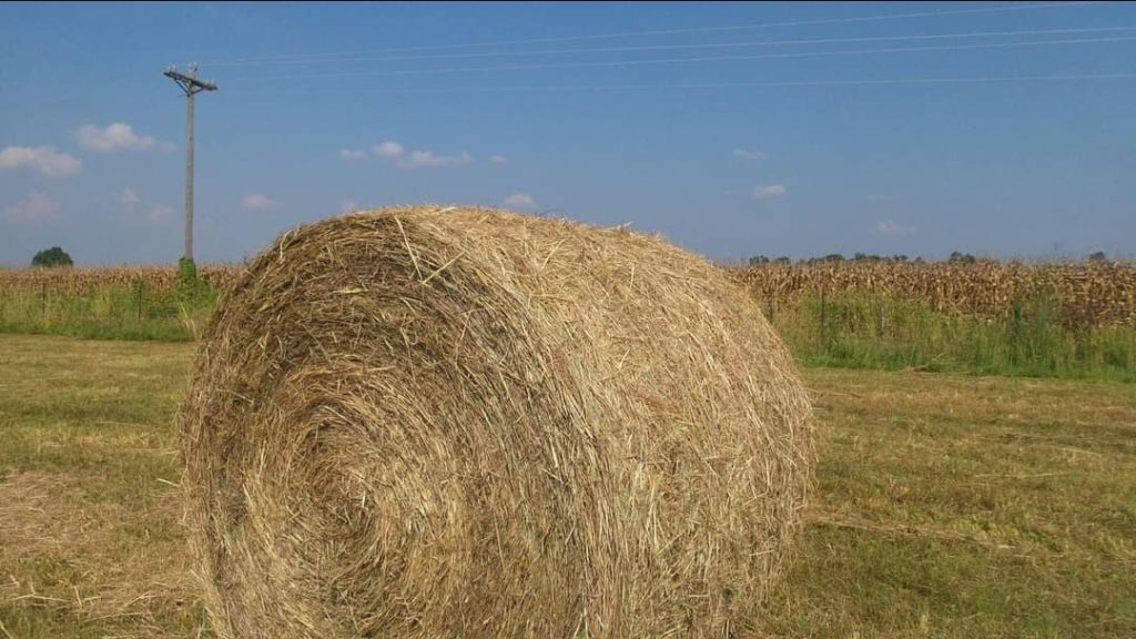 Caldwell County's Shane Bogle Says Livestock Producers are Bouncing
