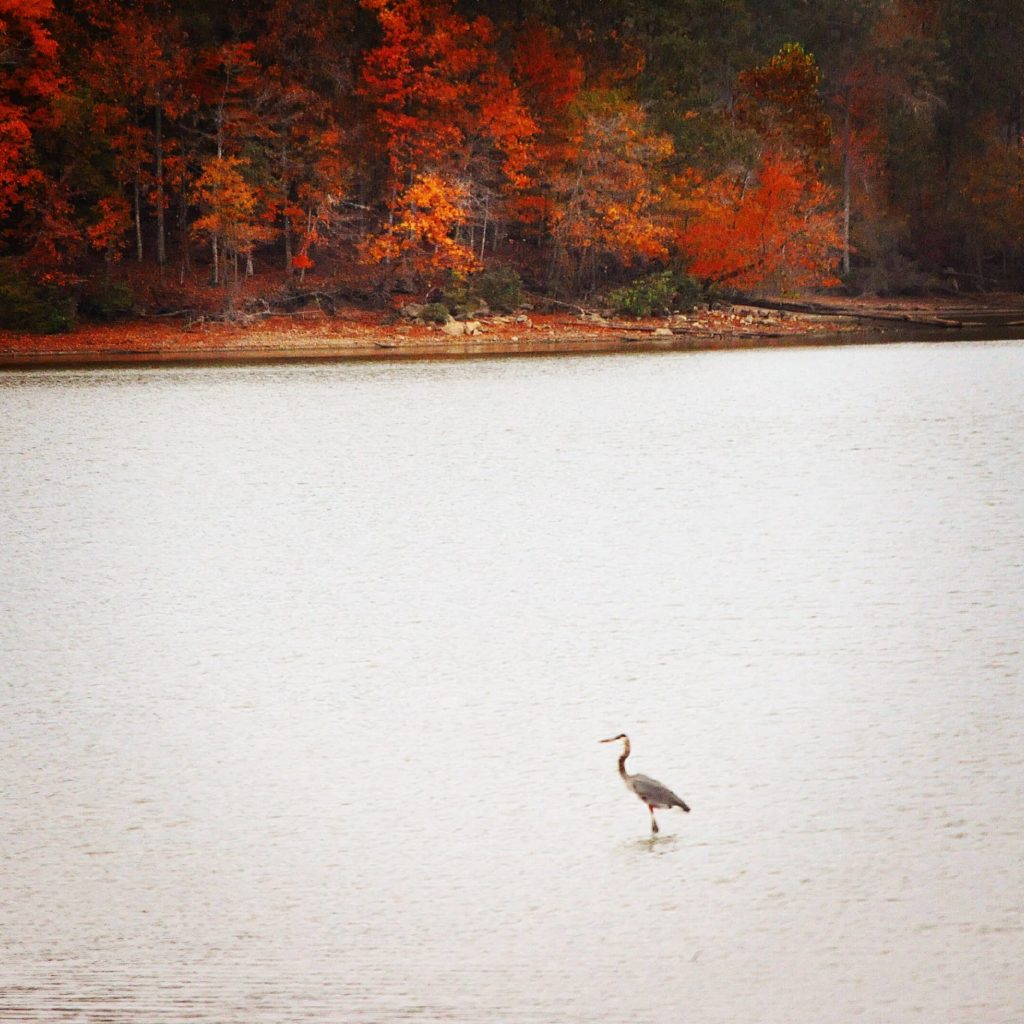LBL Closes Nine Wildlife Refuges for the Winter - Vimarsana News