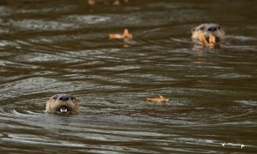 The American River Otter Alive And Well In West Kentucky - Vimarsana News