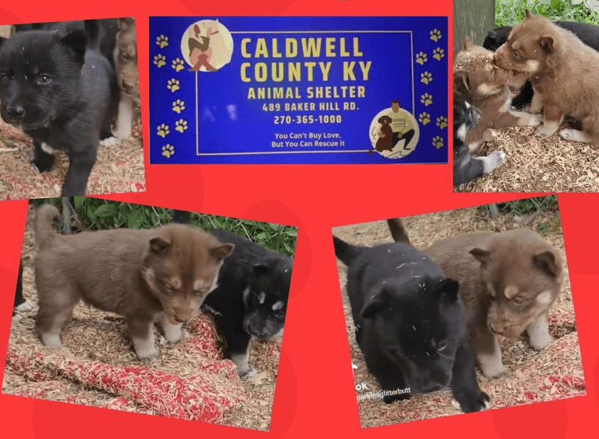 caldwell-animal-shelter-hosting-two-adoption-events-wpky-103-3-fm
