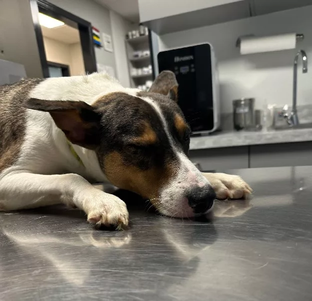 Caldwell Animal Shelter Faces Growing Crisis Due To Overcrowding | WPKY ...