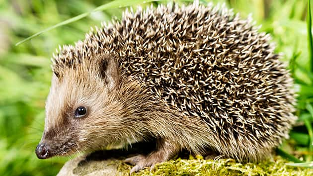 istock_012519_hedgehog