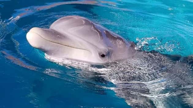 rimmy-dolphin-01-ht-jef-190129_hpmain_2_4x3_992