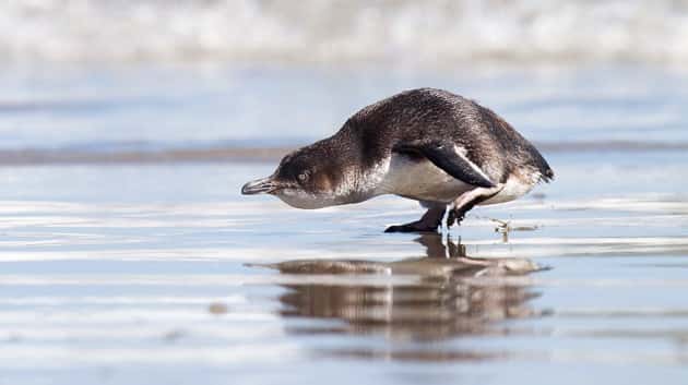 getty_013019_littlebluepenguins