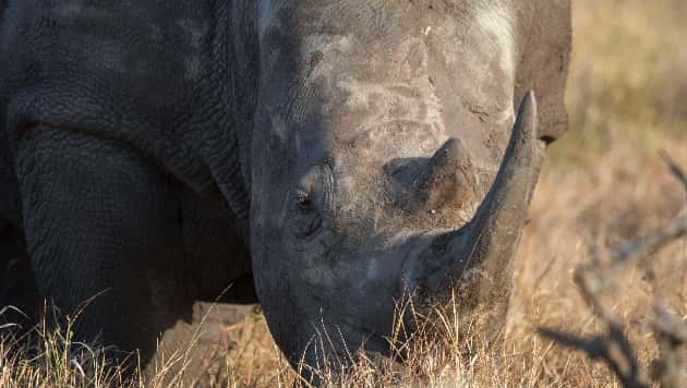 getty_013019_rhino