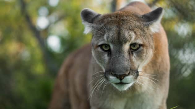istock_2519_mountainlion