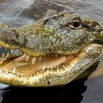 istock_2519_crocodile