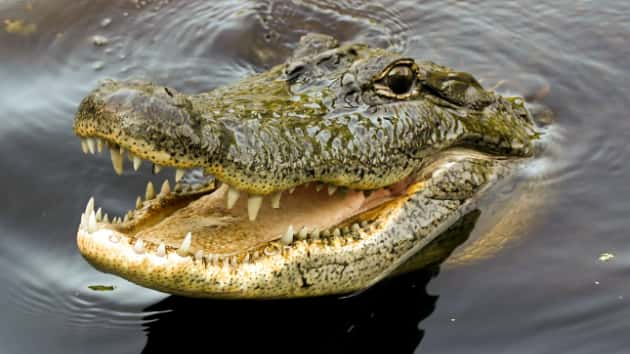 istock_2519_crocodile