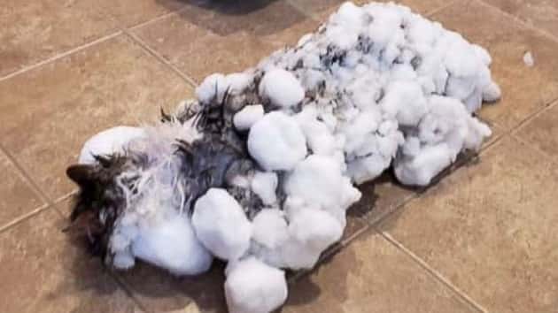 frozen-fluffy-ho-mo-20190207_hpmain_4x3_992