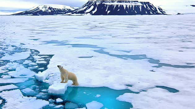 istock_021119_polarbear