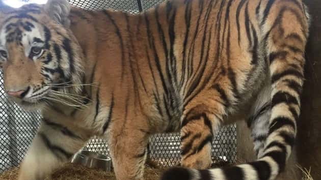 houston-tiger-found-01-ht-jc-190212_hpmain_16x9_992