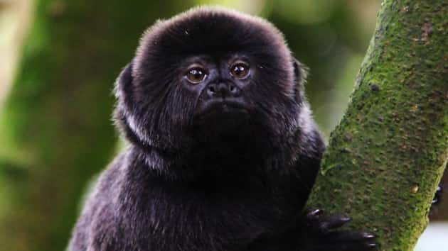 istock_021319_missingmonkeyfile