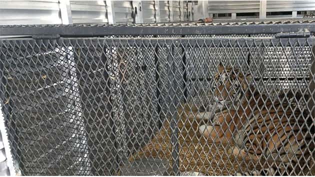 021719_thehsus_tiger