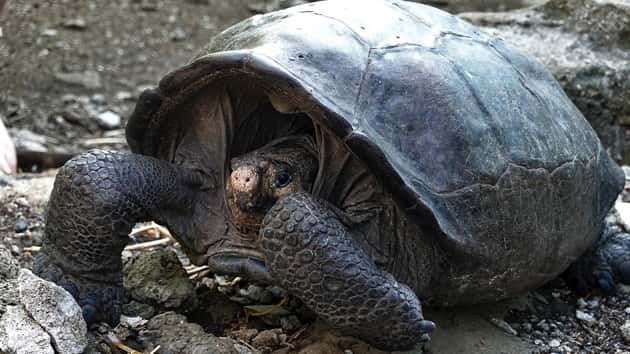 getty_022119_tortoisegalapagos