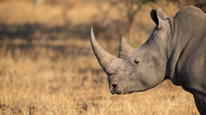 istock_022619_rhino