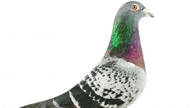 armando-pigeon-ht-jpo-190319_hpmain_12x5_992