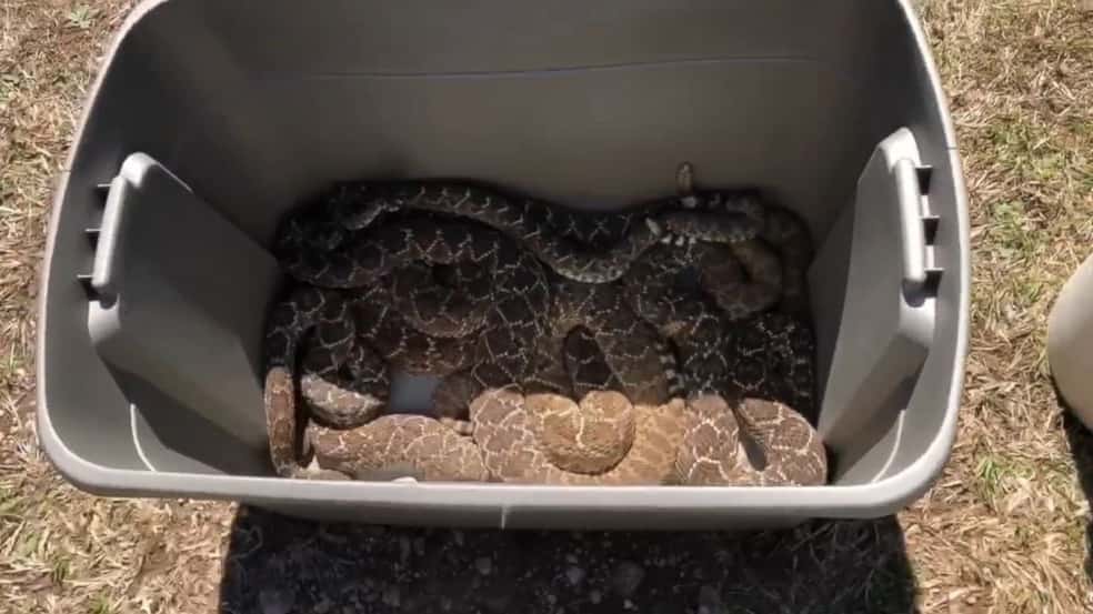 snakes-3-ht-er-190321_hpembed_25x14_992