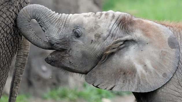 kalina-elephant-ht-jef-190326_hpmain_16x9_992