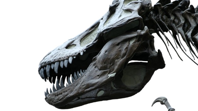 istock_32719_trexskeleton