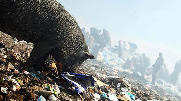getty_033019_pig