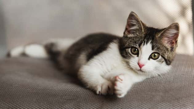 istock_040219_kittenresearchfoodsafety