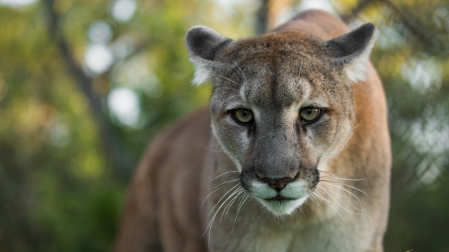 istock_4319_cougar