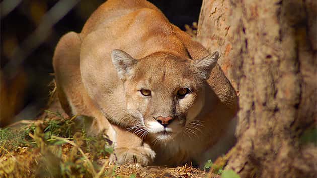 istock_040619_mountainlion