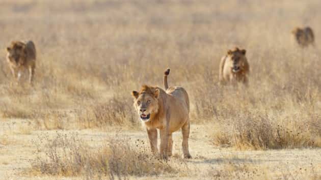 istock_4819_lionpride