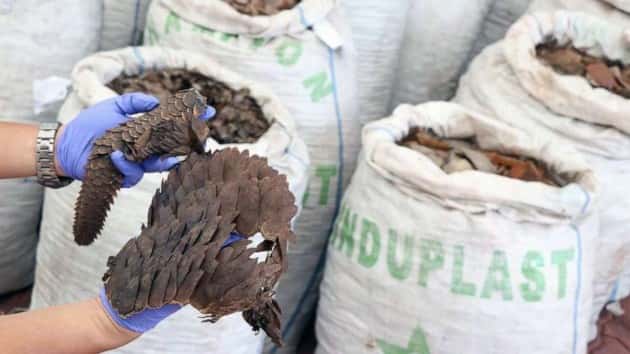 pangolin-scales2-ht-ml-190409_hpmain_16x9_992201