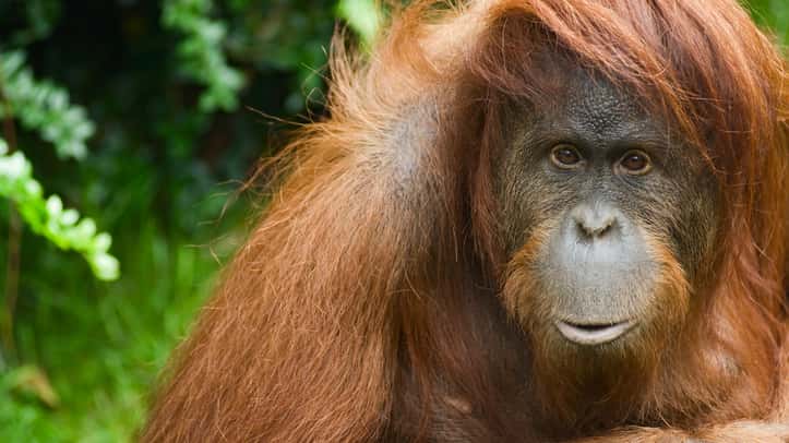 istock_041019_orangutan