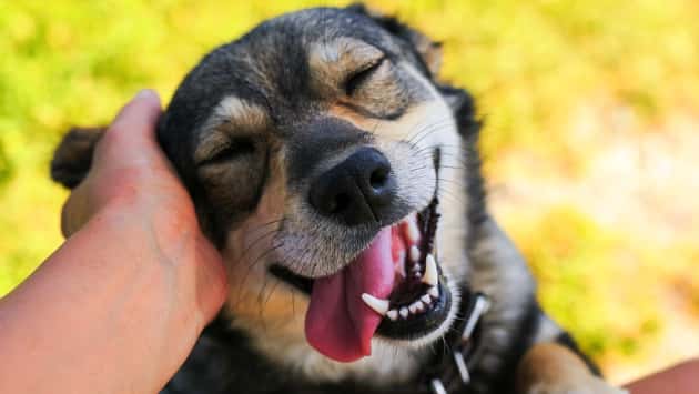 istock_041119_nationalpetday
