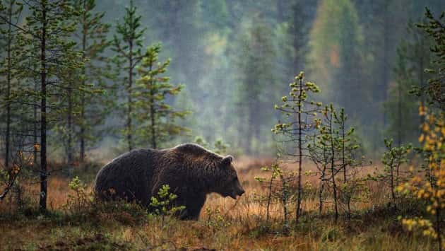 istock_041119_bearattack
