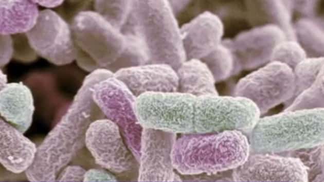 041319_abcnews_ecoli