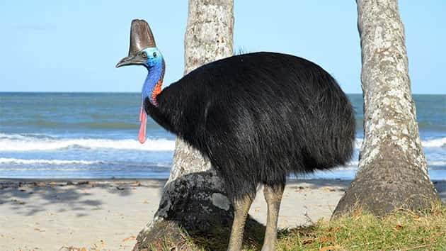 istock_041419_cassowary