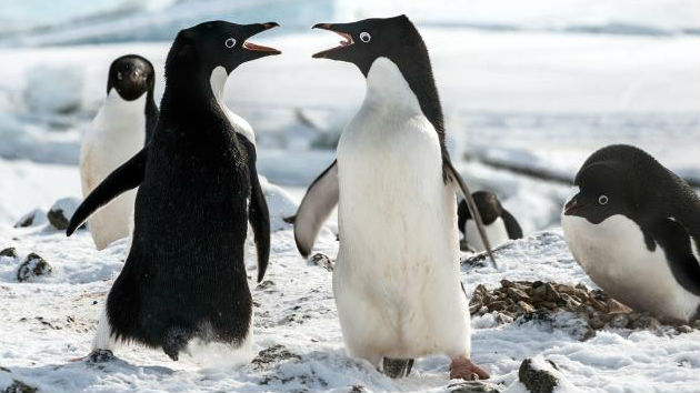 e_penguins_04172019