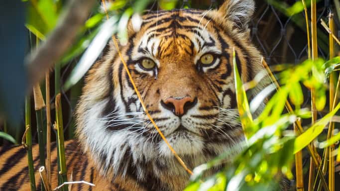istock_042219_sumatrantiger