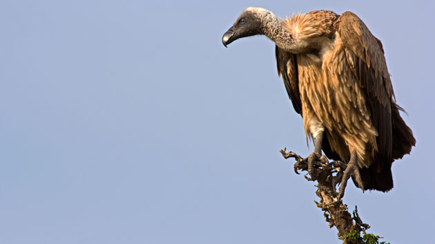 042319_istock_vulture