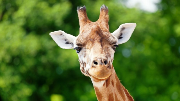 istock_42619_giraffe