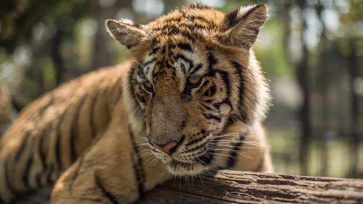 istock_050619_extinctionreport