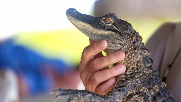 istock_5719_babyalligator