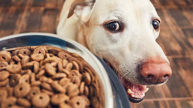 istock_051919_dogfood