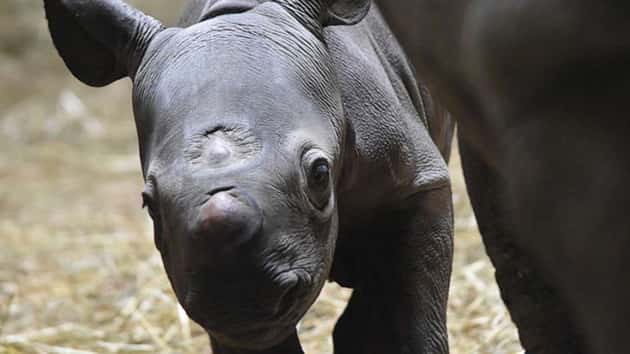 baby-rhino2-ht-ml-190522_hpmain_12x5_992-2