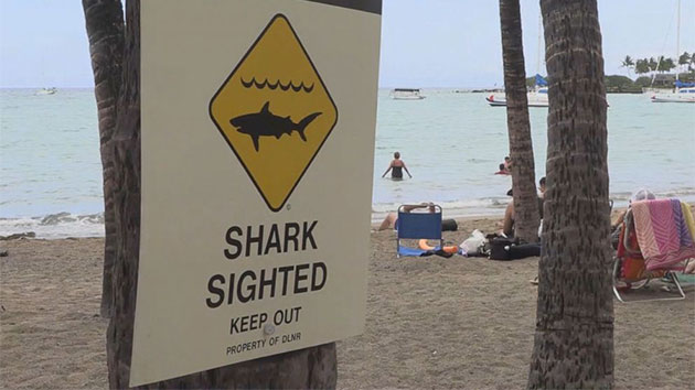 052619_kitv_shark
