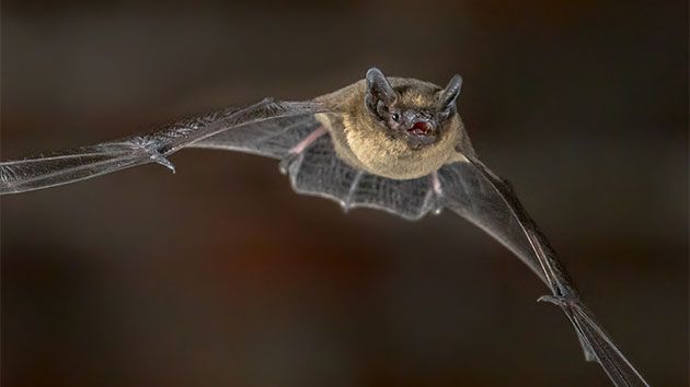 istock_061419_bats